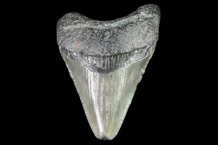 Juvenile Megalodon Tooth - Georgia #83594